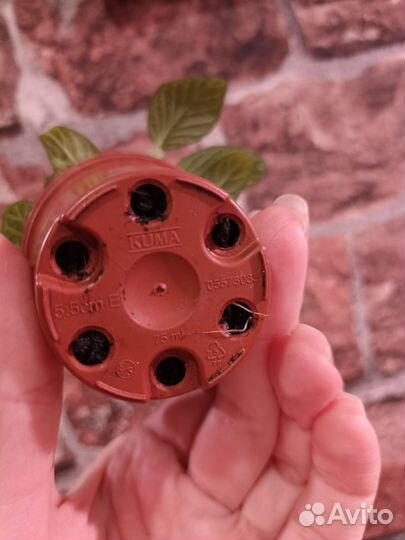 Фиттония, эписция акварельная