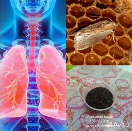 Восковая моль - для дыхательной системы организма