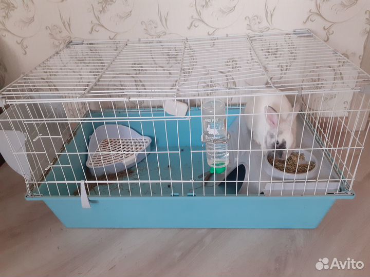 Декоративный кролик с клеткой