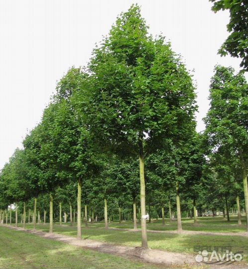 Клен остролистный