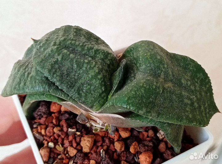 Гастерия Armstrongii