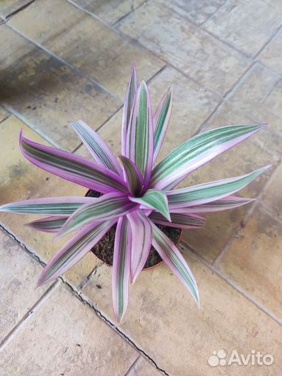 Традесканция