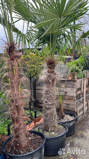Пальма трахикарпус