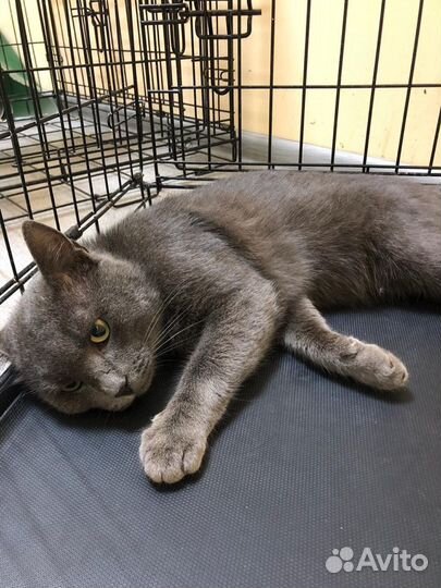 Индивидуальная и общая кремация животных