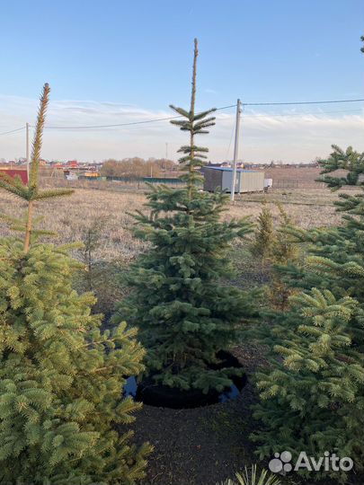 Ель колючая сизая