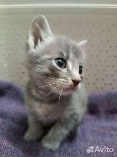 Котенок мальчик в дар