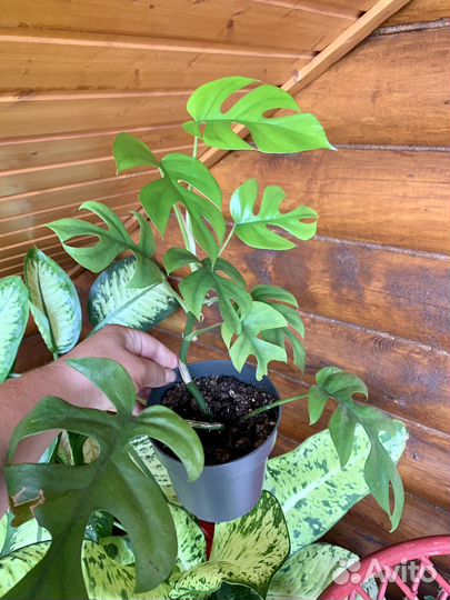 Монстера, филодендроны