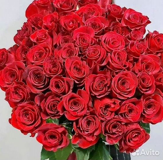 Высокие розы Гигантские розы 110