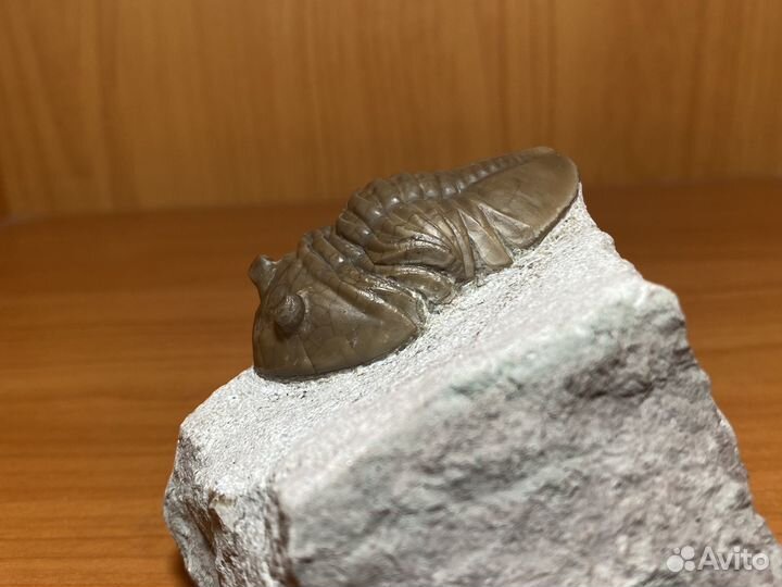 Отличный трилобит Asaphus lepidurus