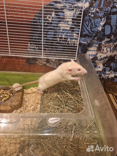 Отдам крыс