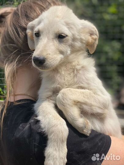 Отдам в добрые руки