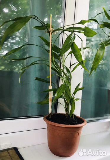 Комнатный бамбук