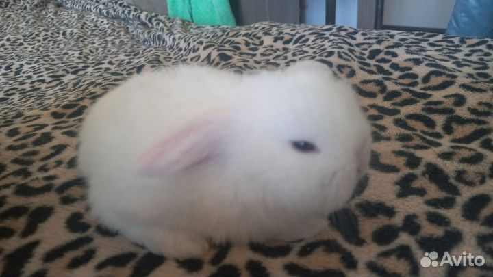 Декоративные кролики вислоухие мини