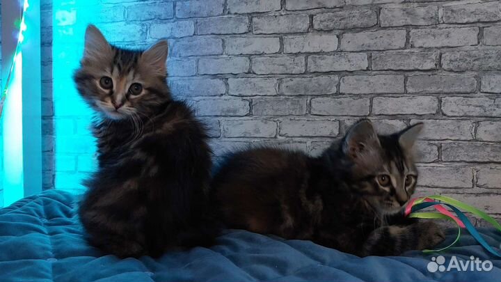 Курильский бобтейл