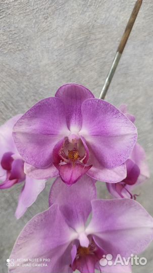 Орхидея фаленопсис цветущая