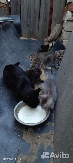 Котята отдам в добрые руки бесплатно