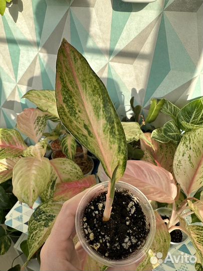 Аглаонема детки