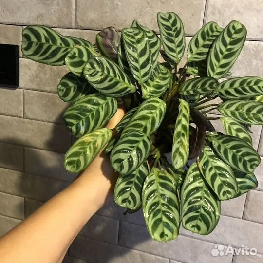 Ктенанта Бурле Маркс