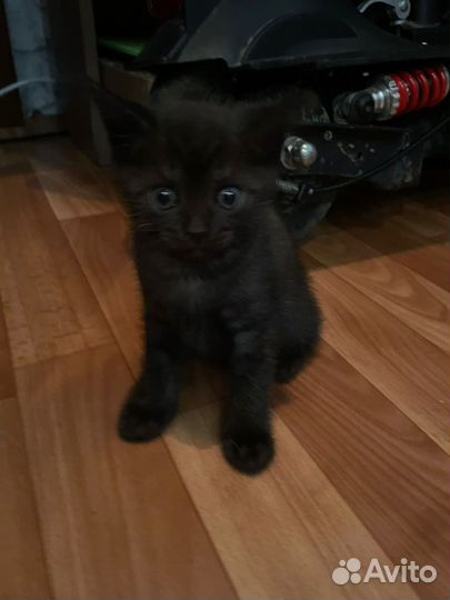 Котята мальчик и девочка