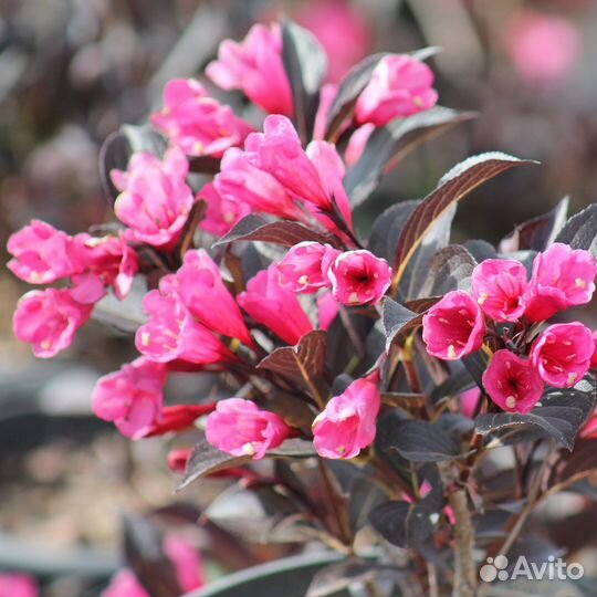 Продаем саженцы вейгелы Александра