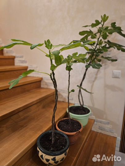 Инжир комнатный