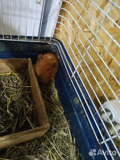 Морская свинка