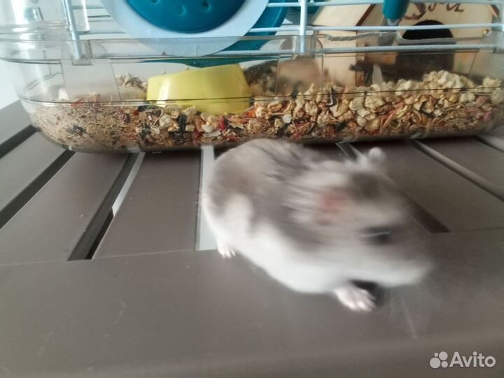 Хомяк бесплатно всё остальное платно