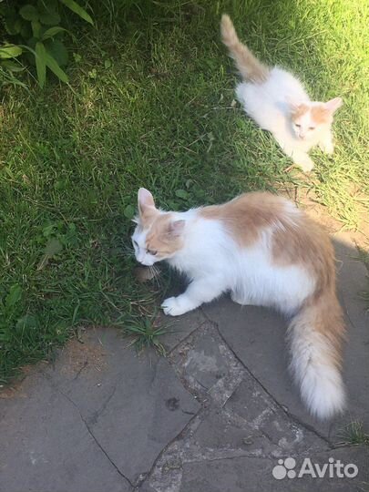 Котята мышеловы