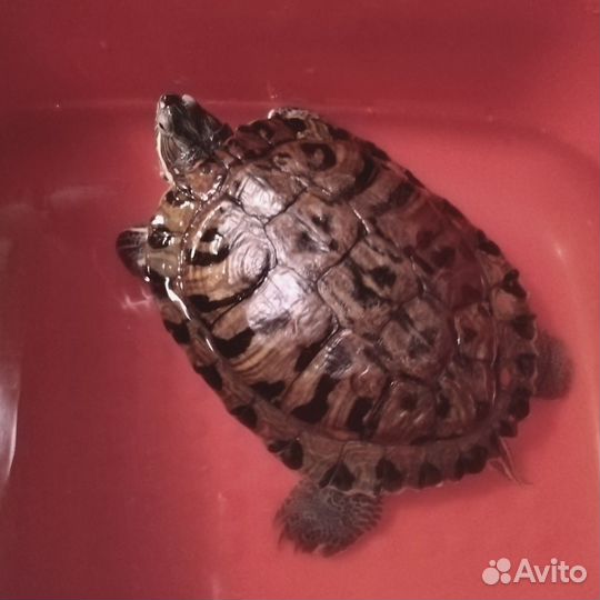 Красноухая черепаха