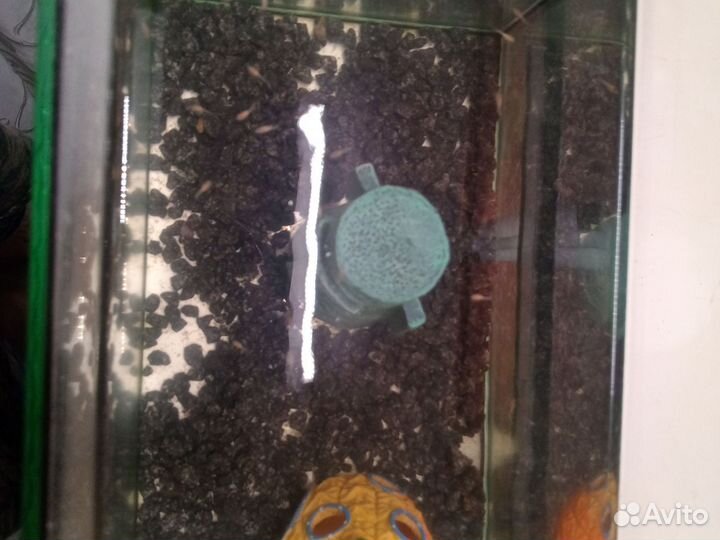 Аквариумные рыбки гуппи