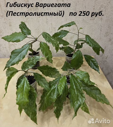 Гибискус Вариегата (Пестролистный)