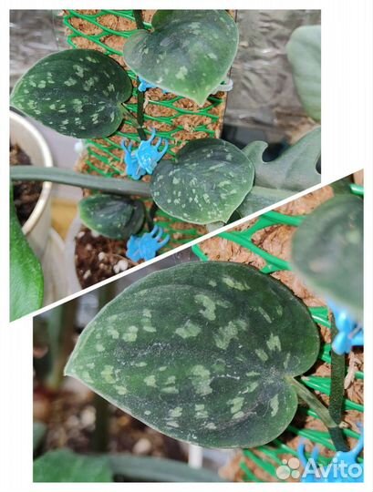 Очень много красивых цветов