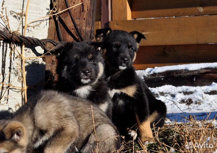 Щенок от крупного папы в добрые руки
