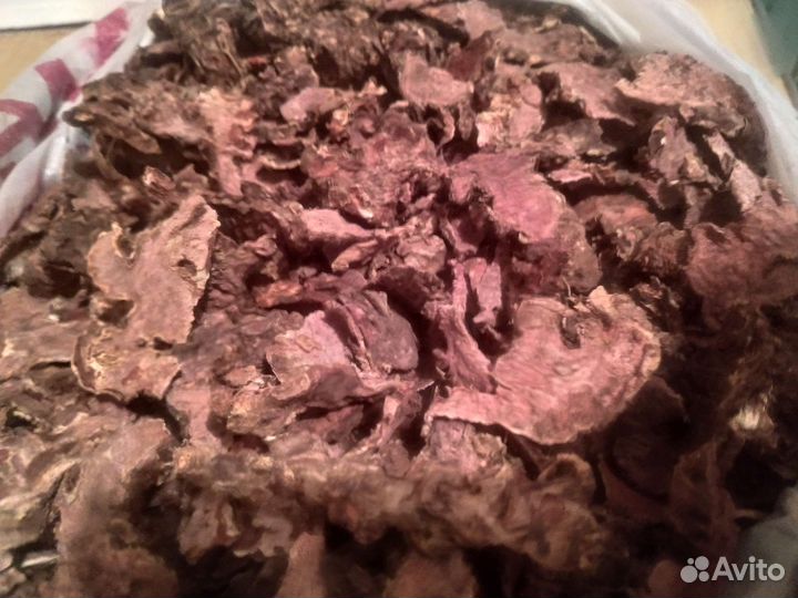 Радиола розовая (золотой корень)