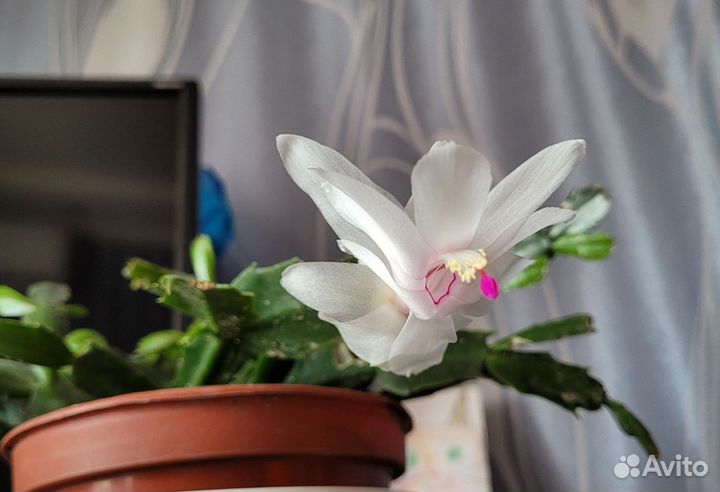 Декабрист шлюмбергера