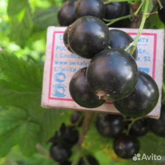 Смородина душистая