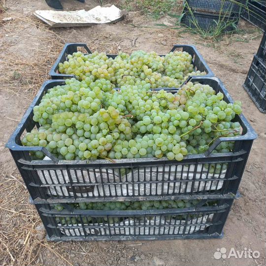 Виноград на вино