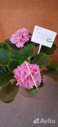 Сортовые фиалки