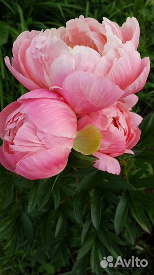 Ито Пионы.Луковицы лилии Регале