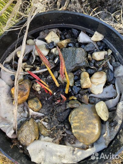 Нимфеи для пруда