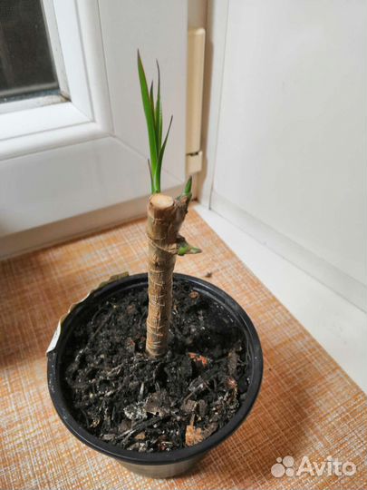 Пальма драцена Маргината