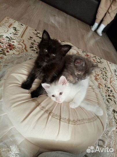 Котята в добрые руки