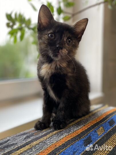 Котенок бесплатно