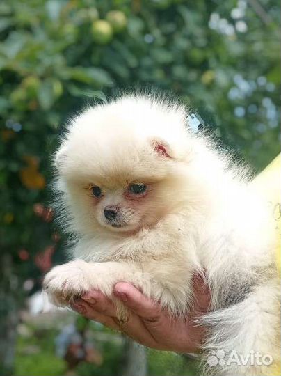 Девочка померанский шпиц