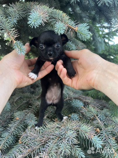 Продам щенка чихуахуа