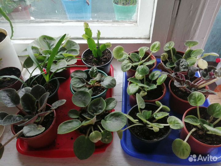 Продам цветы комнатные