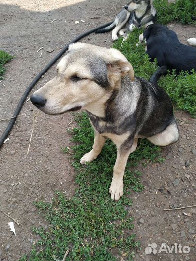 Бесплатно щенок мальчик