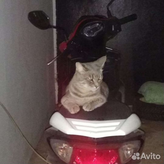 Кот Кис Мурчик, 3 года