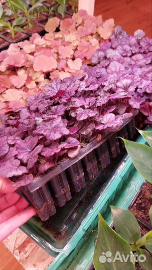 Эльсад саженцы. Розница, опт, inVitro