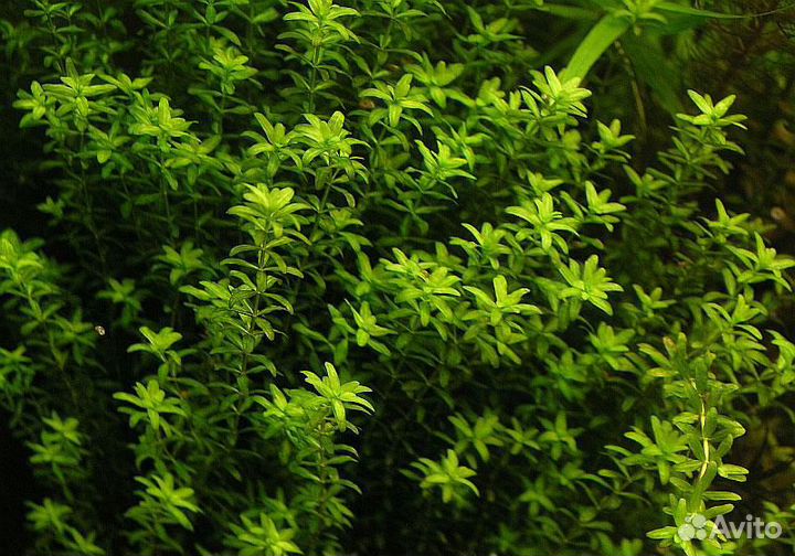 Неончики, аквариумные рыбки, корма, раки, креветки